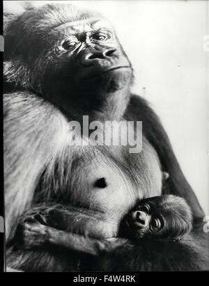 1962 - fière d'être mère. La célèbre maison de l'ape jardins zoologiques à Bâle, Suisse annoncer un véritable succès avec leur race sensationnelle des gorilles. ''Goma'', la femelle née dans le zoo il y a 11 ans et demi a donné naissance à un bébé. C'est très probablement la première fois que la race de gorilles dans la deuxième génération du zoo réussit, pour le père 'Pepe'', ainsi que 'Gomne mère'', un gorille né à Bâle. Photo montre :- ''Goma'' le gorille avec son bébé âgé d'un jour, au zoo de Bâle. © Keystone Photos USA/ZUMAPRESS.com/Alamy Live News Banque D'Images