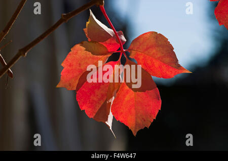 Parthenocissus quinquefolia avec ses feuilles rouges en automne Banque D'Images