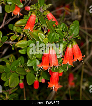 Grappe de fleurs rouge vif et le vert émeraude des feuilles de Correa pulchella, Australian wild fuchsia sur un fond sombre Banque D'Images