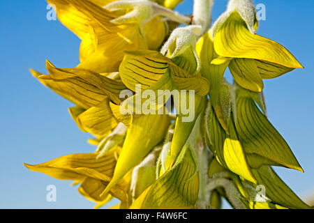 Close-up of rare jaune / vert Fleurs de Crotalaria cunninghamii, Regal birdflower contre fond bleu du ciel dans l'arrière-pays australien Banque D'Images