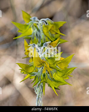 Grappe de fleurs vert / jaune inhabituelle de Crotalaria cunninghamii, Regal birdflower fleurir dans le sud de l'Australie outback Banque D'Images