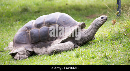 Tortue géante d'Aldabra (Aldabrachelys gigantea) Banque D'Images