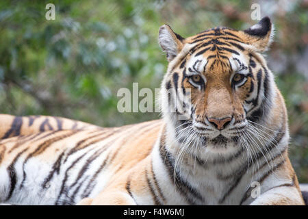 Tigre (Panthera tigris) libre Banque D'Images