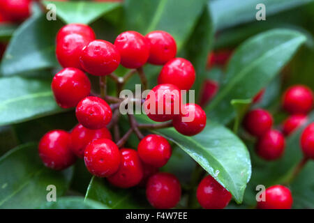 Skimmia japonica baies rouges gros plan Banque D'Images