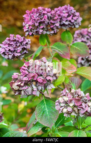 Hydrangea macrophylla ' Miss Hepburn ' têtes de fleurs séchées d'automne, têtes de semis de jardin d'hortensia Banque D'Images