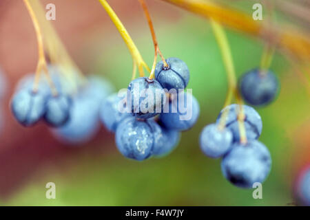 Le phoque de Salomon Polygonatum odoratum, fruits toxiques, baies Banque D'Images