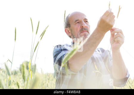 Agriculteur sérieux examen de la récolte de tiges de blé rural Banque D'Images