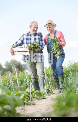 Couple la cueillette des légumes dans le jardin Banque D'Images