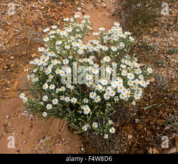 Arbuste à fleurs sauvages de masse, de marguerites blanches Olearia pimeleoides mallee, bush daisy poussant dans le sud de l'Australie outback Banque D'Images