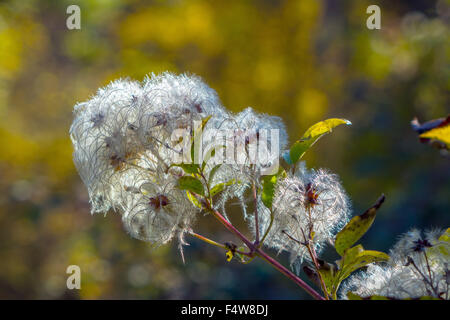 Old Man's Beard, la clématite sauvage, les voyageurs joie seeds Banque D'Images