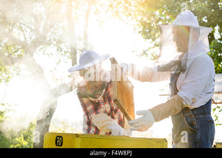 Apiculture en ruche d'un vêtement de protection Banque D'Images