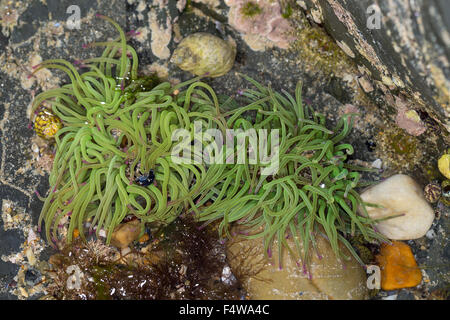 Snakelocks Wachsrose, anémone, Anemonia viridis, Anemonia sulcata, Anémone de mer verte, Actinie verte, les anémones de mer Banque D'Images