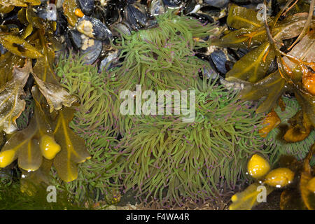 Snakelocks Wachsrose, anémone, Anemonia viridis, Anemonia sulcata, Anémone de mer verte, Actinie verte, les anémones de mer Banque D'Images