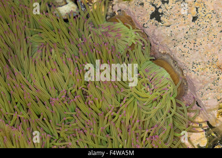 Snakelocks Wachsrose, anémone, Anemonia viridis, Anemonia sulcata, Anémone de mer verte, Actinie verte, les anémones de mer Banque D'Images