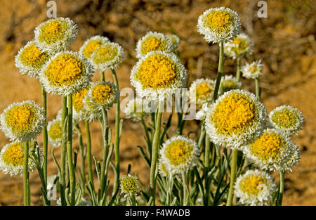 Grande grappe de jaune et blanc fleurs et feuilles d'Polycalymma stuartii, oeuf poché daisies croissant dans l'arrière-pays australien Banque D'Images