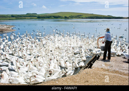 Un guide à l'Abbotsbury sanctuaire swan du maïs à l'alimentation des oiseaux Banque D'Images