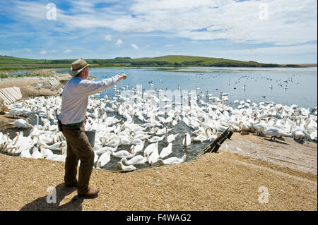 Un guide à l'Abbotsbury sanctuaire swan du maïs à l'alimentation des oiseaux Banque D'Images