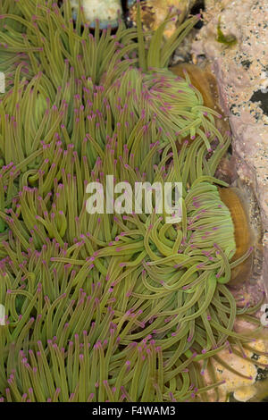Snakelocks Wachsrose, anémone, Anemonia viridis, Anemonia sulcata, Anémone de mer verte, Actinie verte, les anémones de mer Banque D'Images