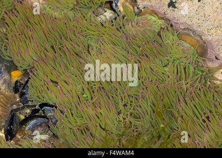 Snakelocks Wachsrose, anémone, Anemonia viridis, Anemonia sulcata, Anémone de mer verte, Actinie verte, les anémones de mer Banque D'Images