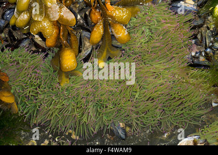 Snakelocks Wachsrose, anémone, Anemonia viridis, Anemonia sulcata, Anémone de mer verte, Actinie verte, les anémones de mer Banque D'Images