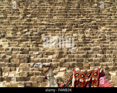 Camel en face de la grande pyramide de Chéops sur le plateau de Gizeh, les Pyramides de Gizeh, Le Caire, Egypte Banque D'Images