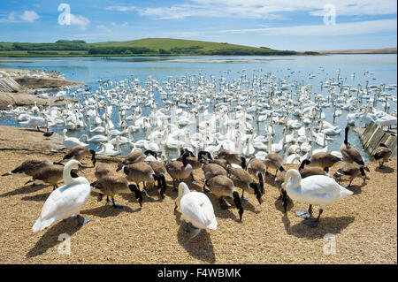 Une image montrant les cygnes à l'Abbotsbury swan sanctuaire dans le Dorset. Banque D'Images