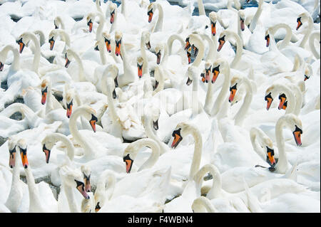 Une vue en perspective du cygnes au sanctuaire d'Abbotsbury Swan dans le Dorset. Banque D'Images