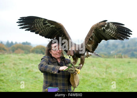 Falconer femelle avec Eagle Banque D'Images