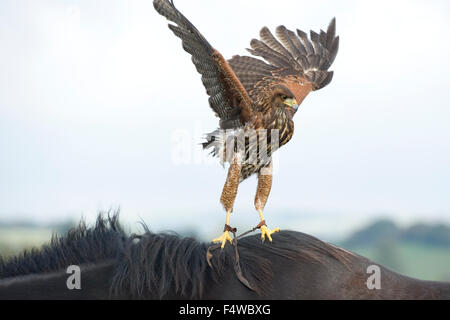 Harris hawk on horse Banque D'Images
