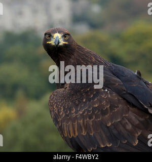 Pack Gold page x eagle eagle steppe Banque D'Images