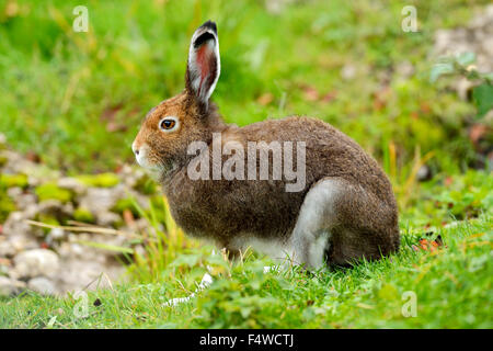 Lièvre arctique (Lepus timidus Varronis), de mue, Canton de Schwyz, Suisse Banque D'Images