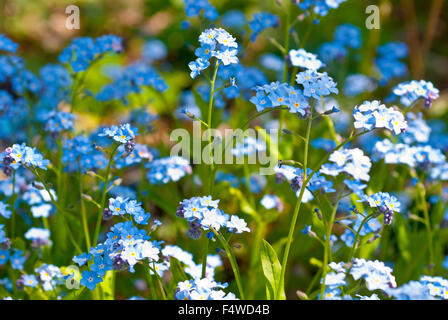 La floraison forget-me-not (Myosotis sp.) dans la lumière du soleil, Basse-Saxe, Allemagne Banque D'Images