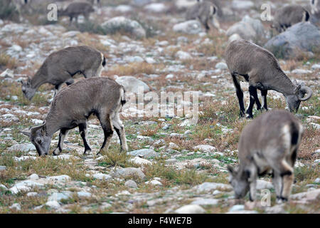 Yinchuan. 22 octobre, 2015. Blue sheep chercher de la nourriture sur la montagne Helan dans le nord-ouest de la Chine, région autonome du Ningxia Hui, le 22 octobre 2015. Credit : Peng Zhaozhi/Xinhua/Alamy Live News Banque D'Images
