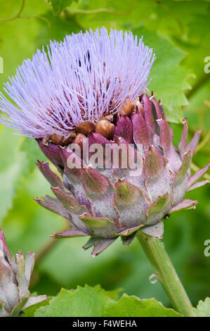 CYNARA SCOLYMUS Banque D'Images