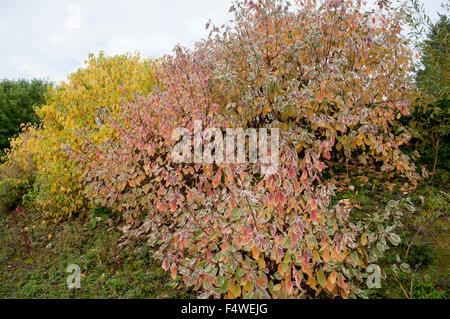 CORNUS ALBA SIBIRICA VARIEGATA ET CORNUS ALBA AUREA Banque D'Images