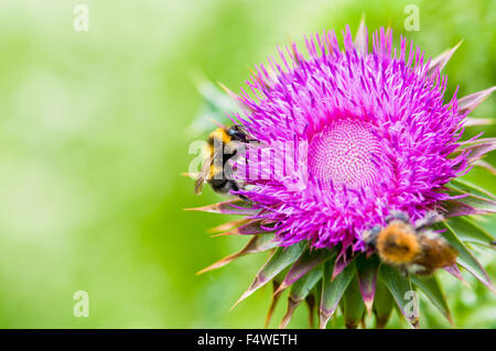 Deux travailleurs de l'abeille la collecte de nectar sur un fanimal fond beau beauté biologie de l'abeille blossom close-up libre. collectinglower Banque D'Images