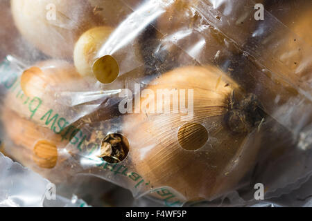 Bulbes de fleurs. Shopping dans des sacs en plastique l'Ecosse Montrose UK Banque D'Images