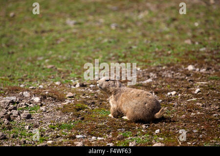 UK Ecosse marmot Banque D'Images