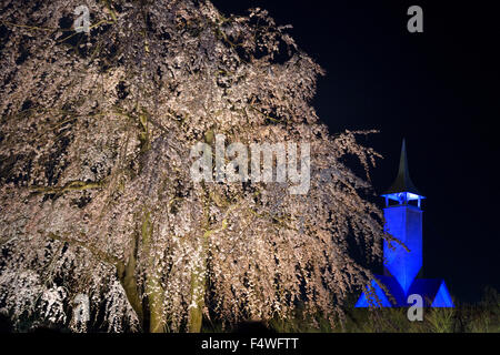 Parc floral Nabana no Sato.Illuminez la fleur de cerisier et la chapelle bleue en arrière-plan.Attractions de Nagoya.Paysage nocturne printanier. Banque D'Images