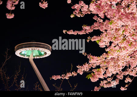 La montée de la plate-forme de l'observatoire 'île Fuji' et des fleurs fleuries au parc Nabana No Sato à Kuwana, Japon.Paysage nocturne printanier. Banque D'Images