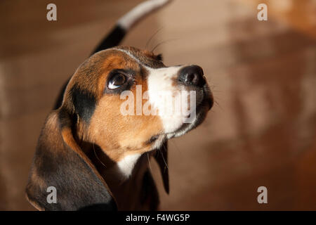 Image d'une petite beagle dans une position d'attente sa nourriture. Le chien a faim et à son propriétaire. Banque D'Images