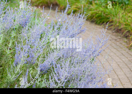 PEROVSKIA ATRIPLICIFOLIA Banque D'Images