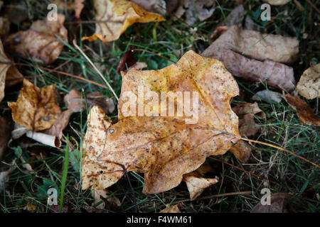 Les feuilles deviennent de couleur à l'automne lors d'une résidence dans une région boisée sur le côté ouest de Bloomington, Indiana. Banque D'Images