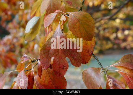 Les feuilles deviennent de couleur à l'automne lors d'une résidence dans une région boisée sur le côté ouest de Bloomington, Indiana. Banque D'Images
