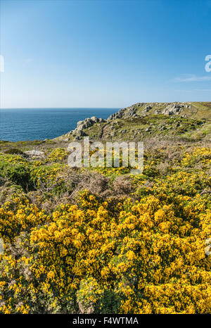 La Gorse jaune fleurit dans un paysage côtier pittoresque à Lands End, Cornwall, Angleterre, Royaume-Uni Banque D'Images