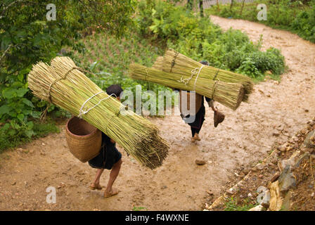 Certaines femmes portent le bambou dans le chemin de Sapa pour les villages de Lao Chai et Ta Van. Le Vietnam. Banque D'Images