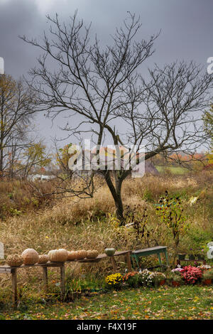 Se ferme à l'automne, avec les mamans, les citrouilles et courges, Schoharie Comté, New York State, USA Banque D'Images