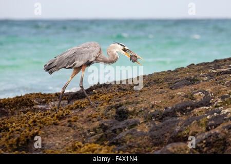 Grand héron bleu (Ardea herodias) mangeant des poissons pêchés dans l'océan Pacifique le long de la zone intertidale rocheuse Banque D'Images