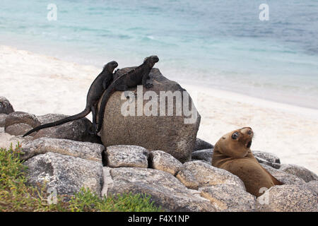 Iguanas marins (Amblyrhynchus cristatus) et Lion de mer de Galapagos (Zalophus wollebaeki) sur l'écosystème côtier de Galapagos en Équateur Banque D'Images