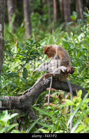 Proboscis mère singe toilettant la jambe du bébé (Nasalis larvatus), assis sur la racine de l'arbre dans la forêt de mangrove, Sabah, Bornéo, Malaisie Banque D'Images